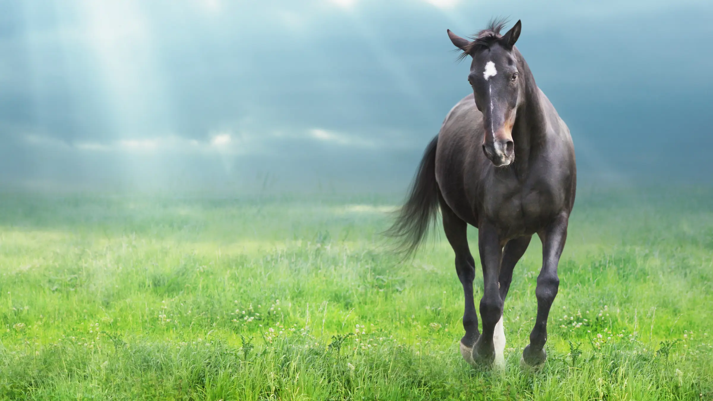 The Herbal Horse & Pet — documentary photography
