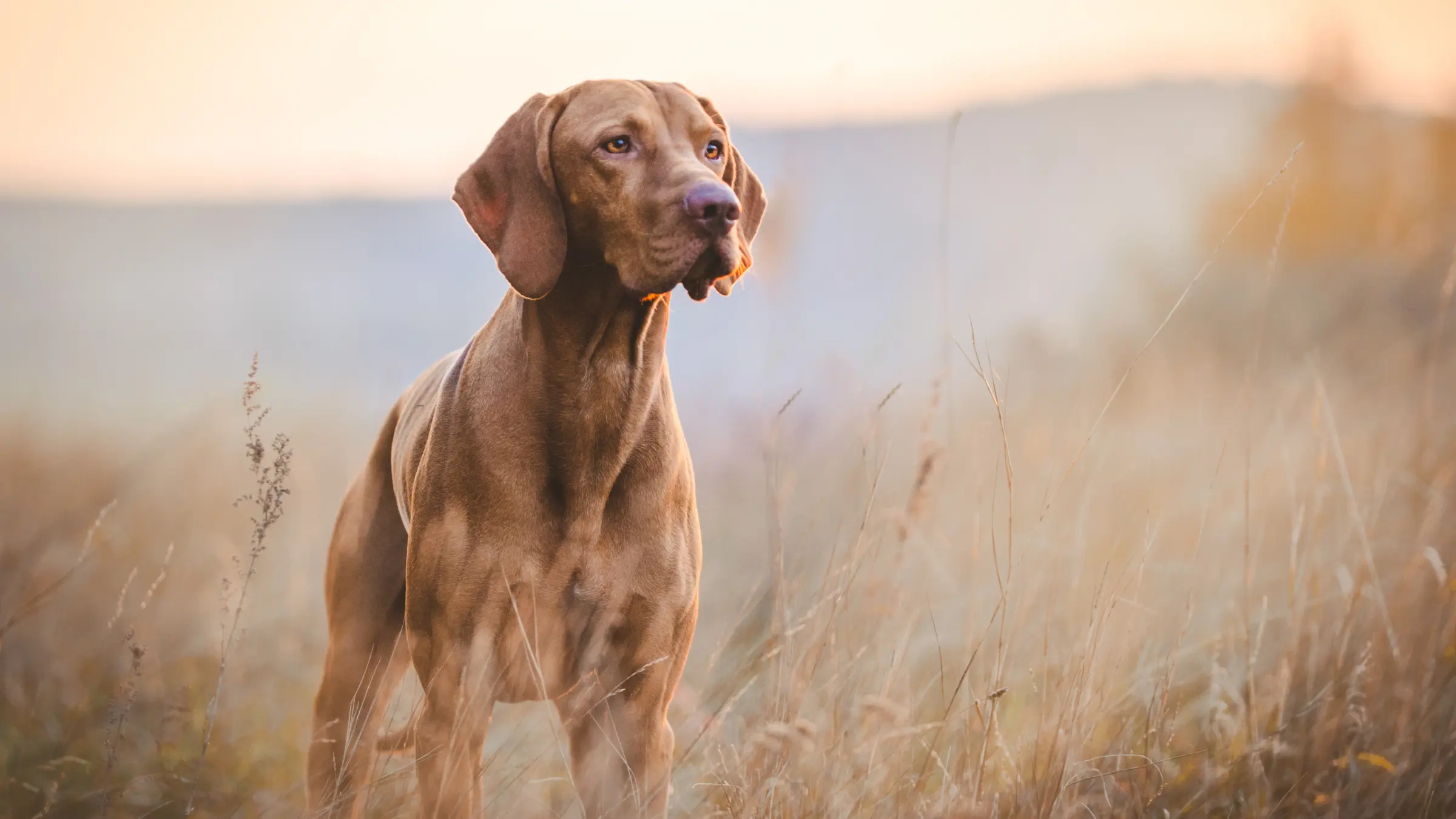 The Herbal Horse & Pet — documentary photography
