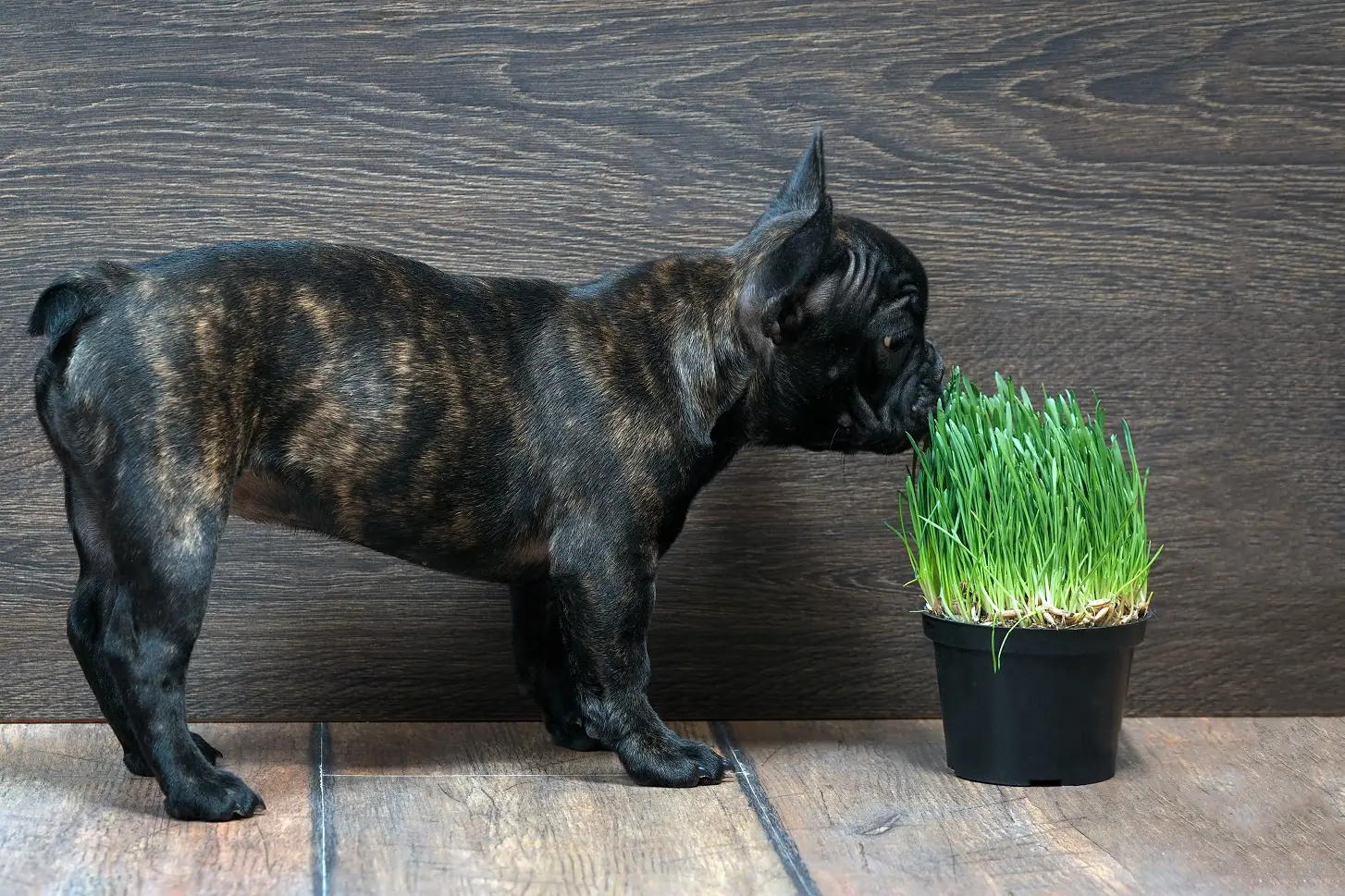 pug and plant