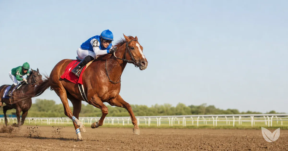 Dapple grey Thoroughbred racehorse racing to the finish line, ahead of a rival, on a dirt track