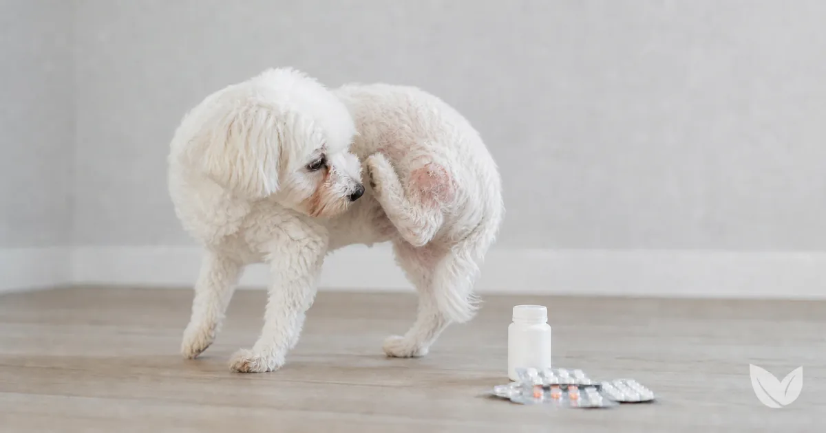 Mixed-breed dog beside blister packs and a medicine bottle — skin allergy drugs and their side effects in dogs