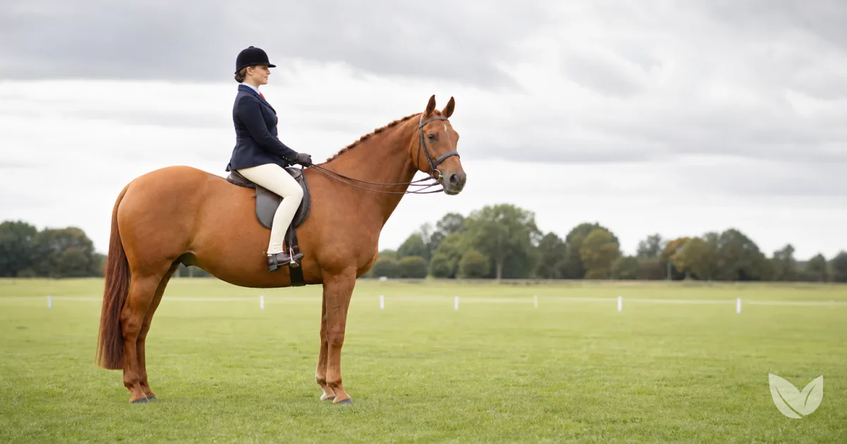 Chestnut horse standing in a show ring used to assess body condition score for equine obesity