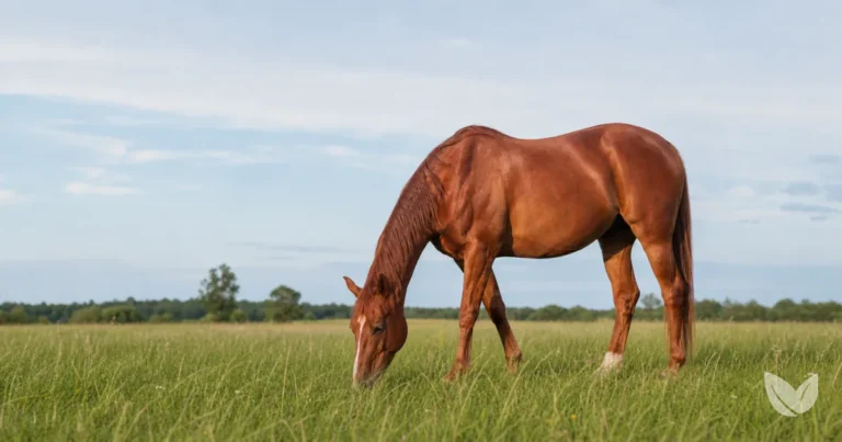 Dapple grey horse grazing in green pasture — a strict herbivore built entirely on plant-based nutrition