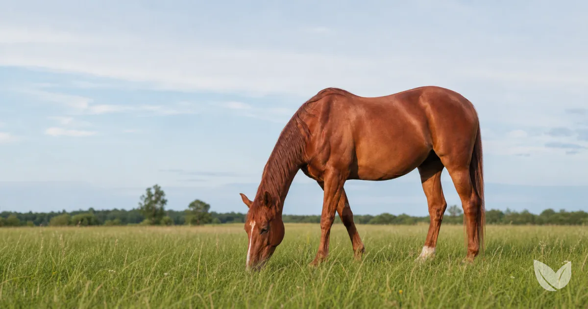 Dapple grey horse grazing in green pasture — a strict herbivore built entirely on plant-based nutrition