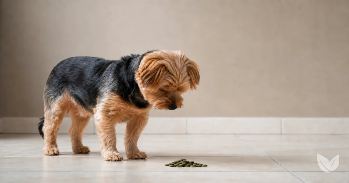 Mixed-breed dog beside raw pumpkin seeds, a natural dewormer containing cucurbitin