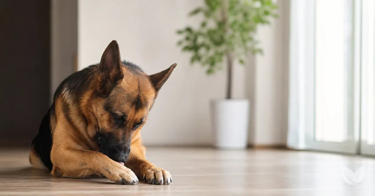 Golden tan dog with allergies resting calmly indoors, a natural alternative to long-term steroid use